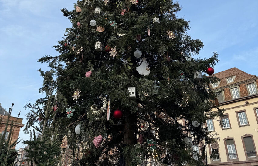 Le sapin de Noël de Strasbourg arrive le 23 octobre
